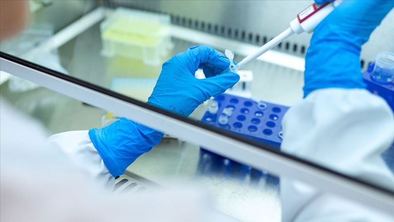 Çinli bilim insanları, yavru kediyi klonladı