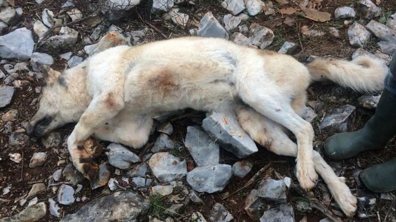 Muğla'da köpeğini, günde 5 ekmek yediği için öldürdü