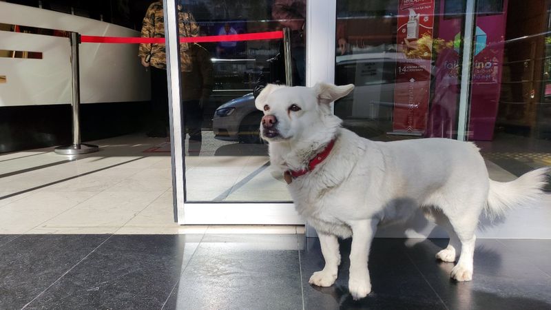 Trabzon'da hastane kapısında sahibini bekleyen köpek