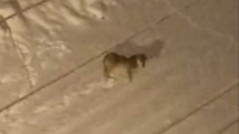 Yüksekova merkezine kurt indi