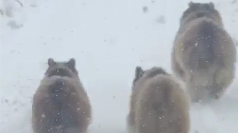 Hakkari'de ayı ve yavruları, kış uykusundan uyandı