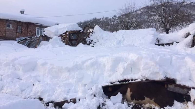 Zonguldak'ta ahır çöktü: 7 hayvan telef oldu