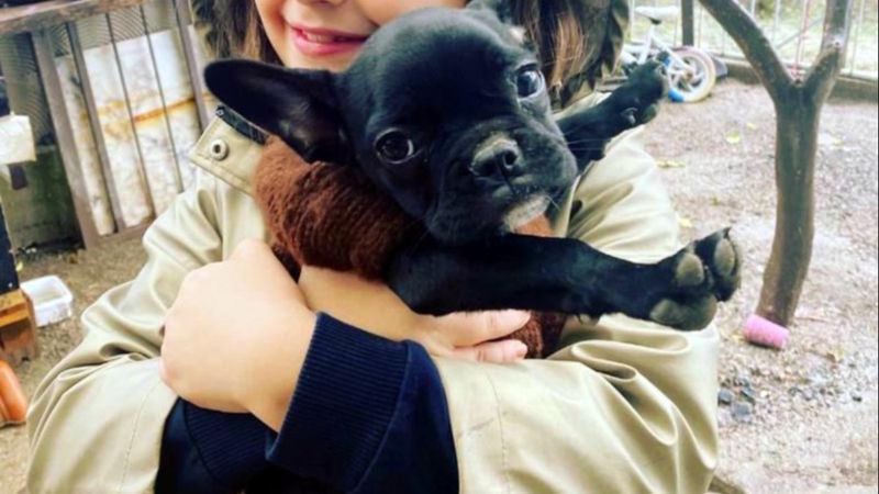 İzmir'de köpeğini bulana para ödülü verecek