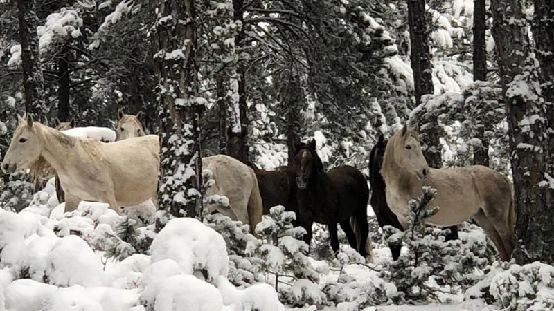 Kütahya'da yem bırakmaya gittikleri yerde, yılkı atları gördüler