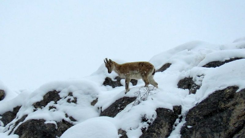 Niğde'de dağ keçileri, Aladağ eteklerine indi
