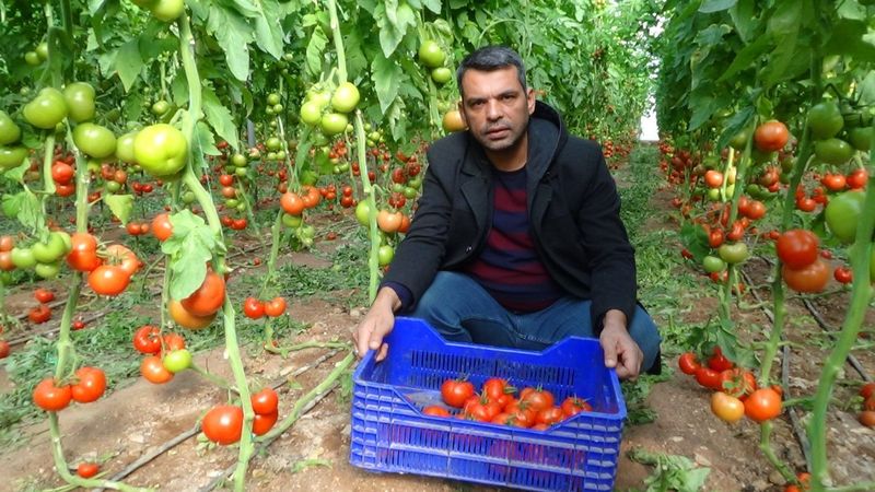 Kumlucalı domates üreticileri, İstanbul'daki fiyat farkına isyan etti