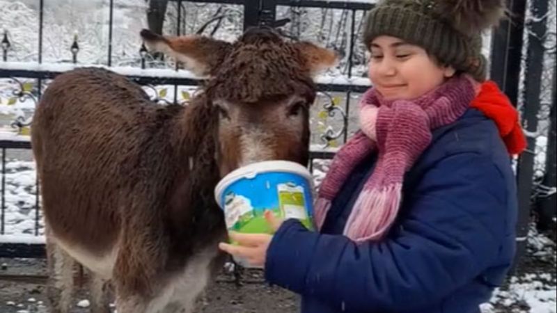 Samsun'da eşeğin ağzı, çelik tel ile bağlandı