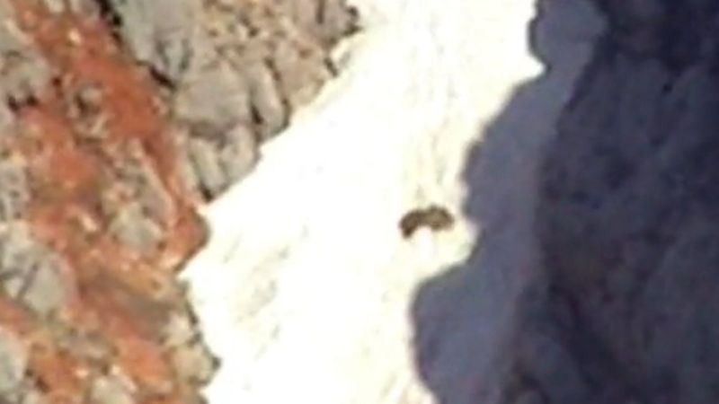 Malatya'da karla oynayan ayı kamerada