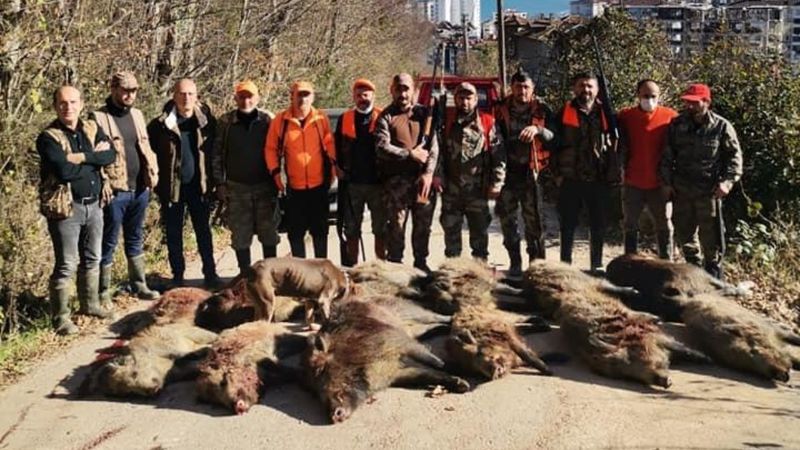 Ordu'da mahalleye inen 12 yaban domuzu avlandı