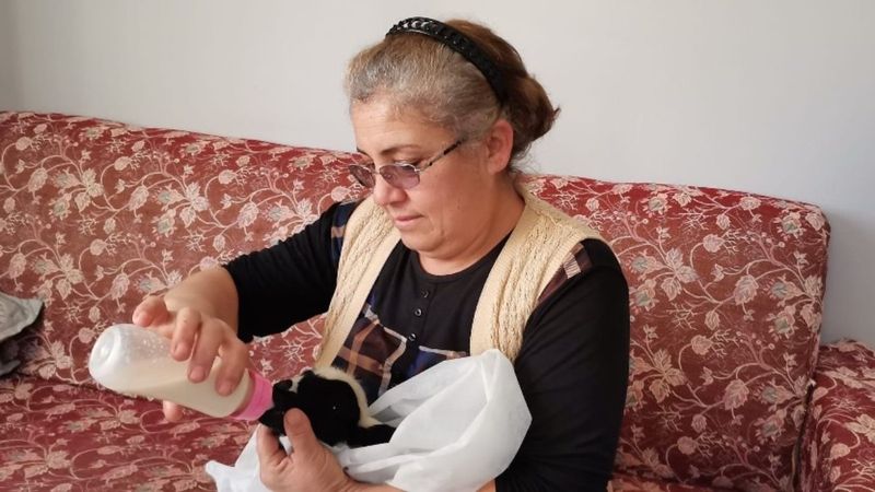 Amasya'da gözleri görmeyen kuzuyu biberonla besliyorlar