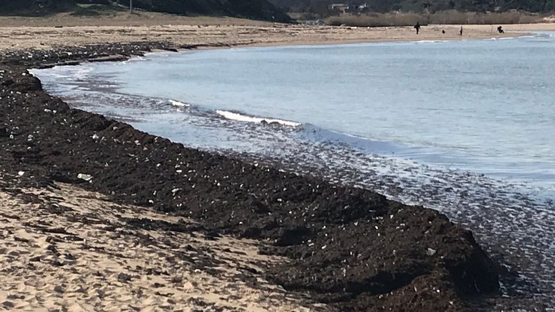 İstanbulluların akın ettiği sahil çöplüğü aratmadı