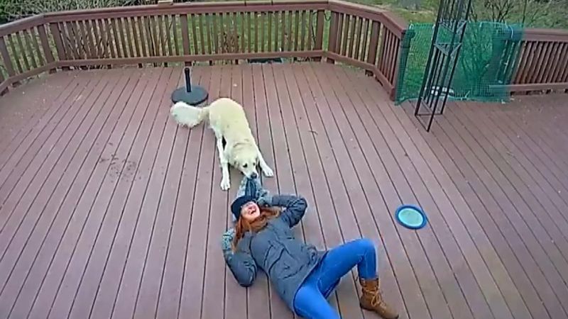 ABD'de, köpek ile sahibi arasındaki ilginç oyun
