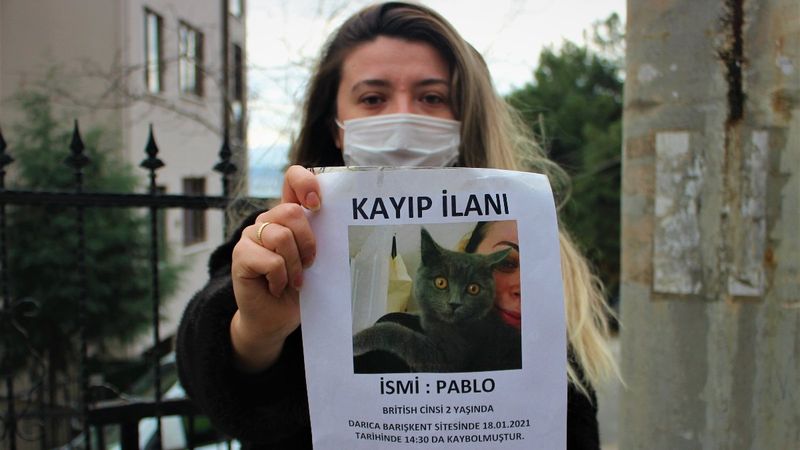 Kocaeli'de kaybolan kediyi bulana bin 500 lira ödül