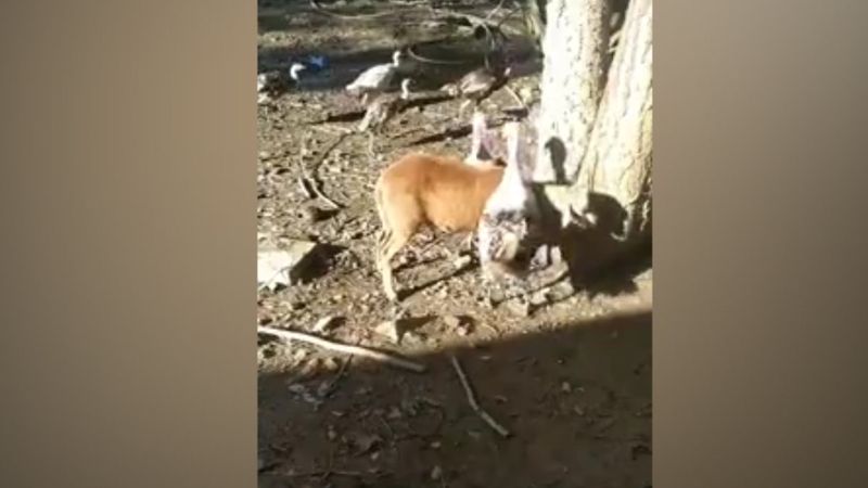 Hindilerin kavgasını ayırmaya çalışan kuzu