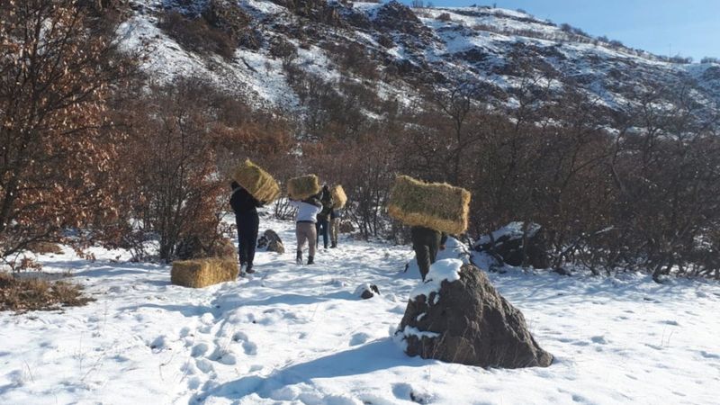 Elazığ'da jandarmadan dağ keçilerine kuru ot