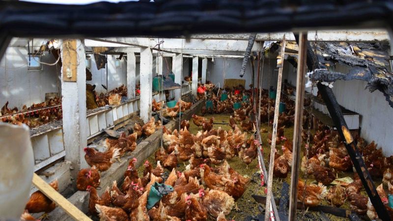 Ordu'da yanan kümesteki 400 tavuk telef oldu