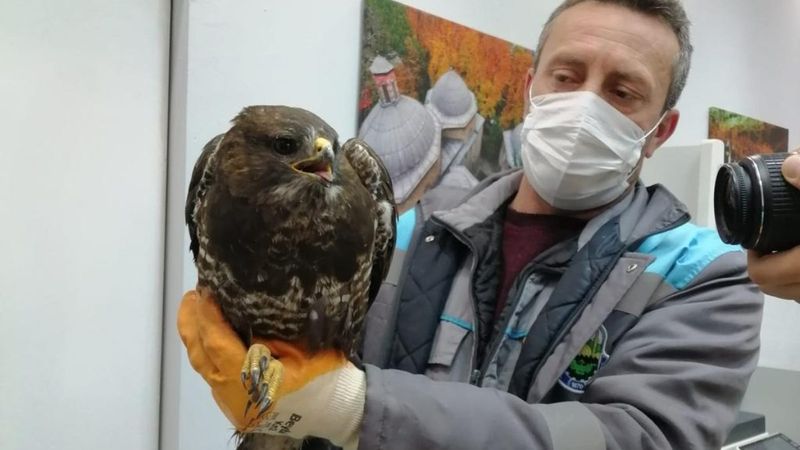 Bursa'daki yaralı şahin, tedavi edildi