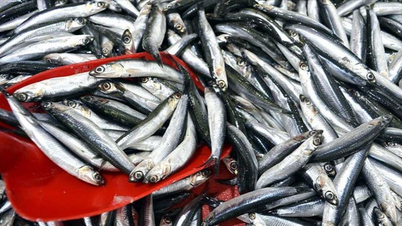 Hamsi avı yasağı, 3'üncü defa uzatıldı