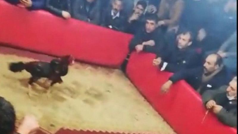 Şanlıurfa’daki horoz dövüşüne baskın: 71 kişiye ceza yazıldı