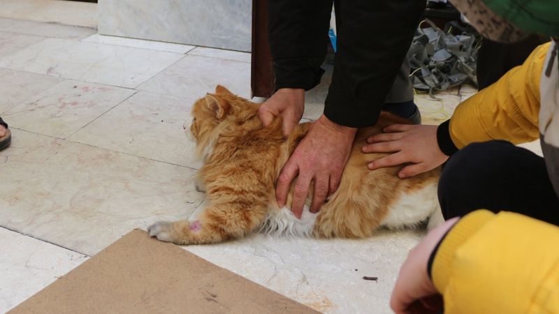 Batmanlı ailenin kayıp Norveç orman kedisi, çatıda bulundu