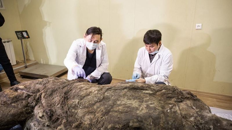 Sibirya’da 40 bin yıldır buzulda korunan gergedan