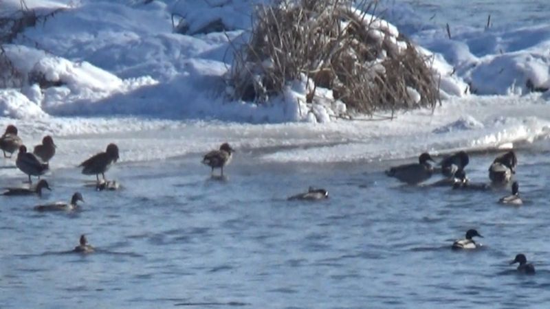 Kars Çayı, Yeşilbaş ördeklere ev sahipliği yapıyor
