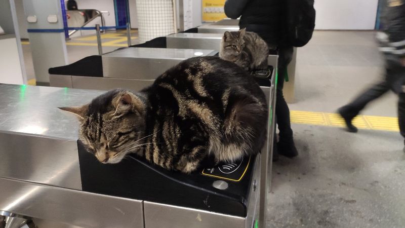 İstanbul'da soğuktan etkilenen kediler, akbil turnikelerinde ısındı