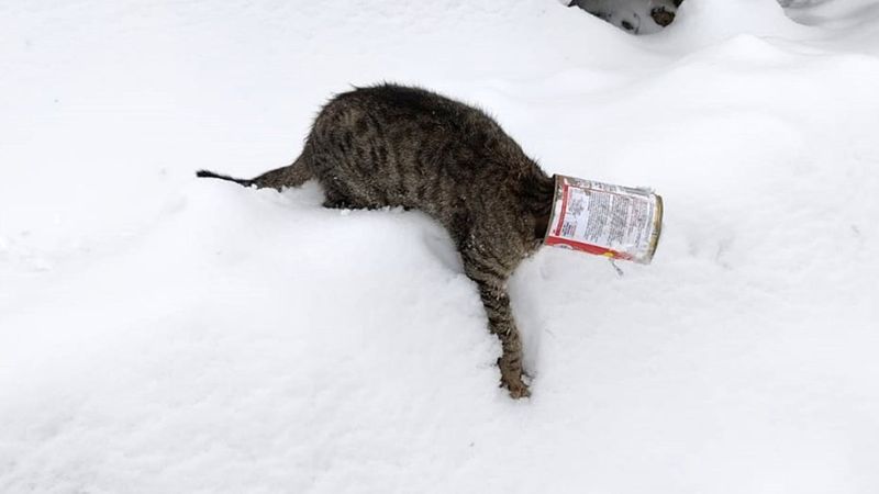 Bitlis'te kafası teneke kutusuna sıkışan kedi kurtarıldı