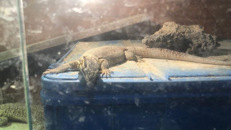 İstanbul'da canlı hayvan kaçakçılarına operasyon