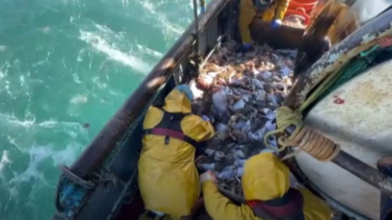 İngiliz balıkçıların Brexit tepkisi: Yalan söylediler