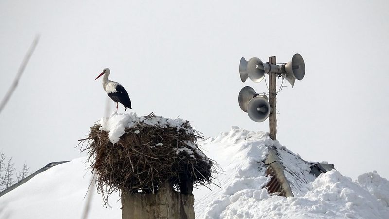 Yüksekova'da 6 yıldır göç etmeyen leyleğe 'Hacı' adını verdiler