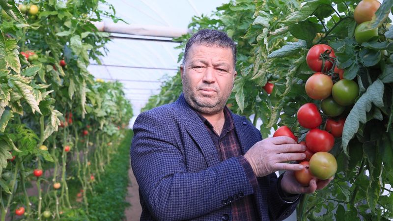 Domates fiyatında seradan markete değişim