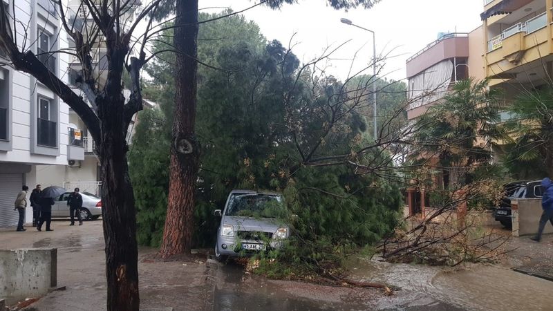 Manisa'daki fırtına, 5 asırlık çınara zarar verdi