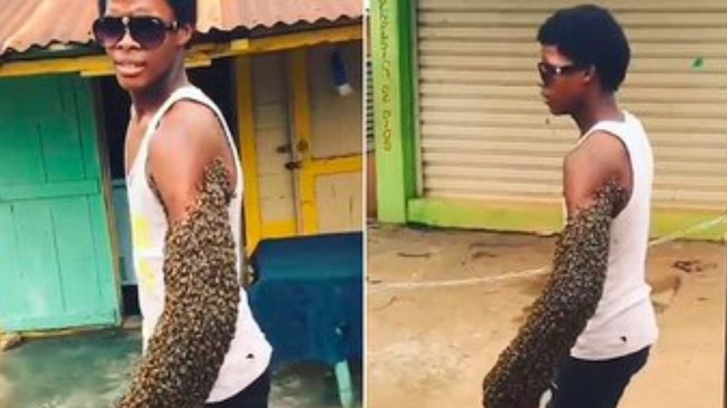 Dominikli arıcı, binlerce arıyı kolunda taşıdı