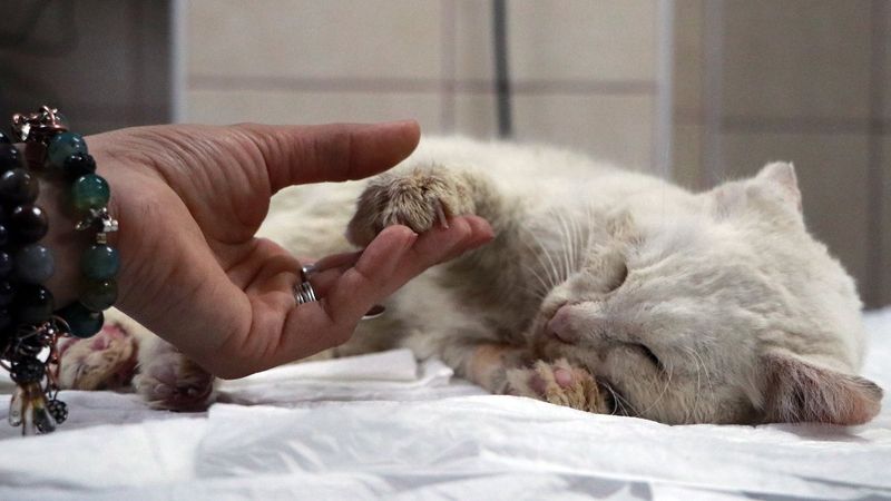 Adana'da tüfekle vurulan kedi, yaşam mücadelesi veriyor