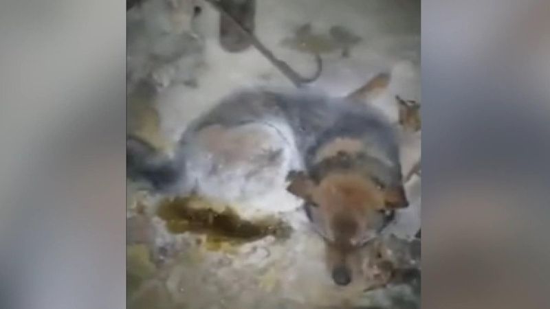 Rusya'da eksi 54 derecede buz tutan köpek kurtarıldı