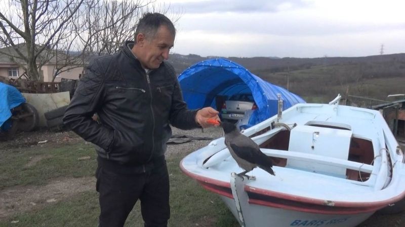 Bartın'da sahibinin sözünden çıkmayan karga