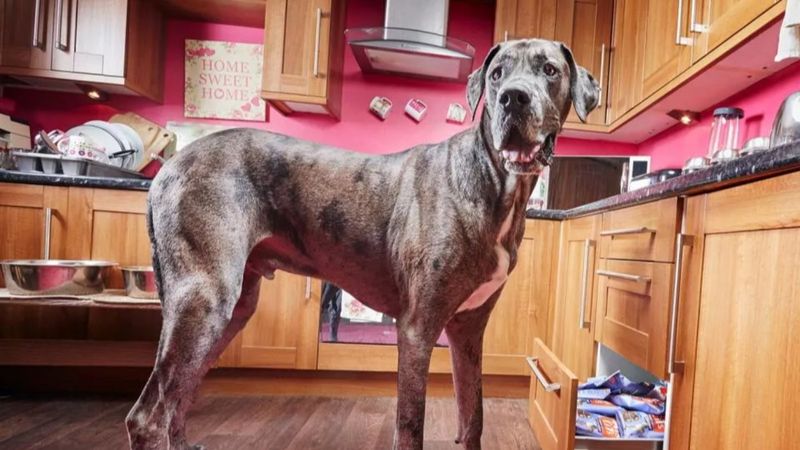 Dünyanın en uzun köpeği Freddy yaşamını yitirdi