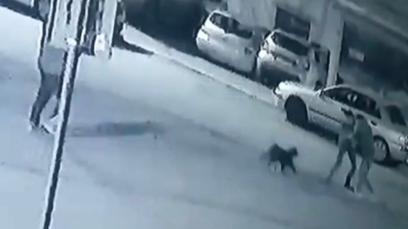 Pendik'te kavga ettirdikleri pitbulllardan kaçtılar