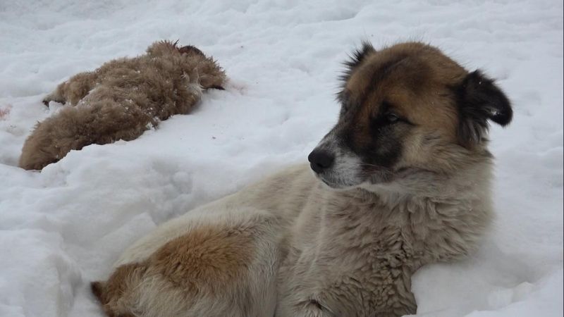 Van'da donarak ölen yavrusunun başından ayrılmadı
