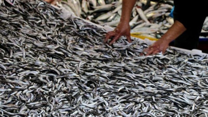 Hamsi yasağı bitti mi? Hamsi avlama yasağı ne zaman kalkacak? Hamsi ne zaman tezgahlarda olacak?