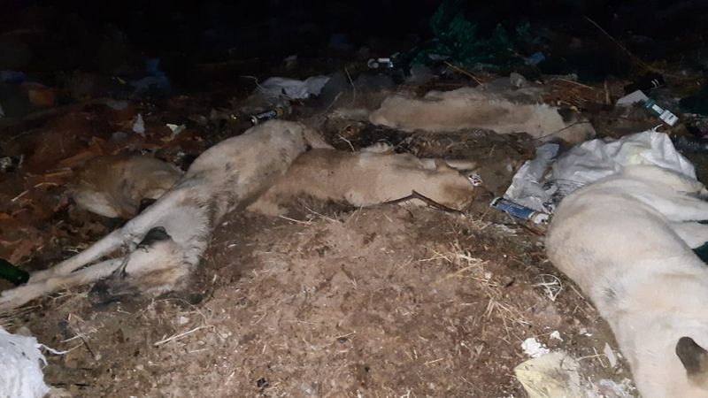 Nevşehir’de 9 sokak köpeği birbirine bağlı şekilde ölü bulundu