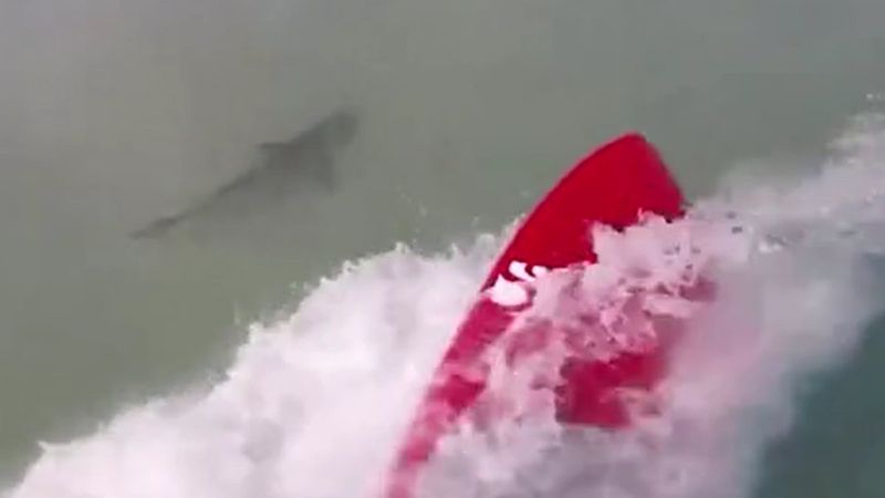 Florida'da bir sörfçü köpek balıkları tarafından takip edildi