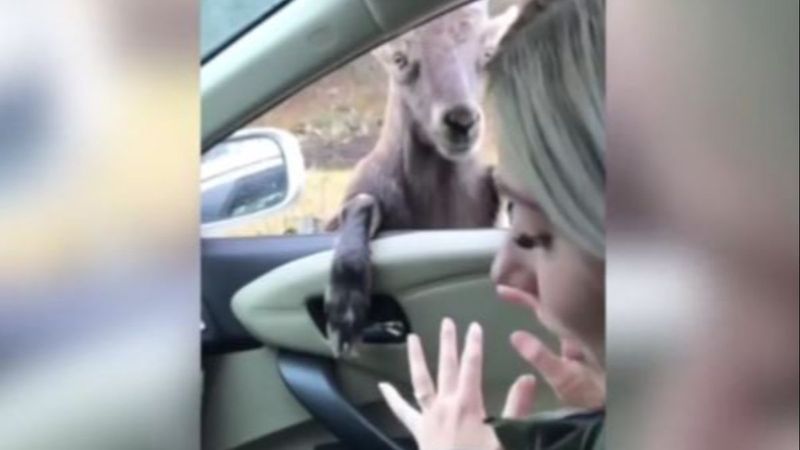 ABD'de araçtakileri korkutan keçiler