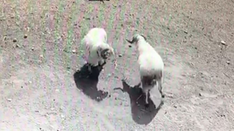 Amasya'da kafa kafaya çarpışan koçlar telef oldu