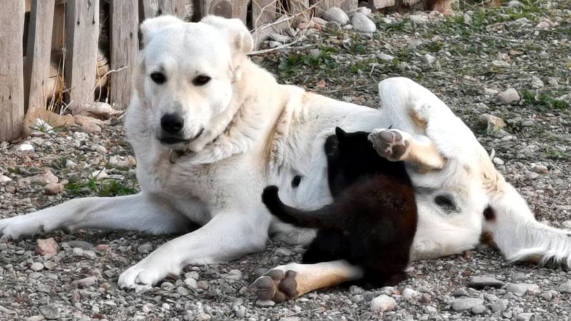 Burdur'da yavruları ölen köpek, öksüz kediyi emziriyor