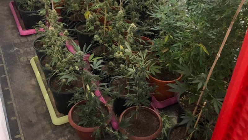 Kuşadası'nda Hint keneviri operasyonu