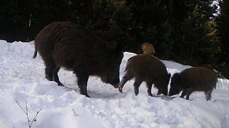 Ardahan'da vahşi yaşam, fotokapana yansıdı