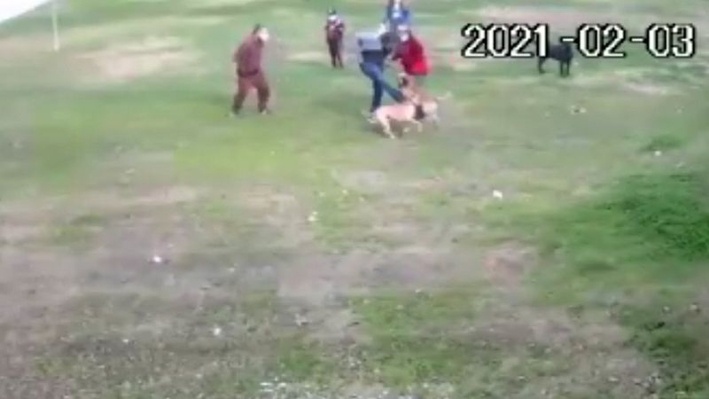 Antalya'da pitbull dehşeti