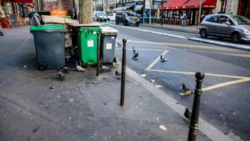 Trafik gürültüsü kuşların hayatta kalma becerilerini kısıtlıyor